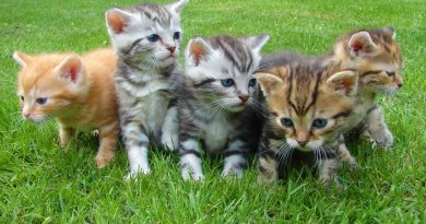 kittens cat cat puppy rush 45170