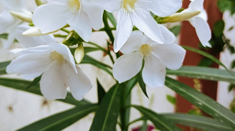 An Indoor Beauty: Growing Sambac Jasmine Plant In A Pot
